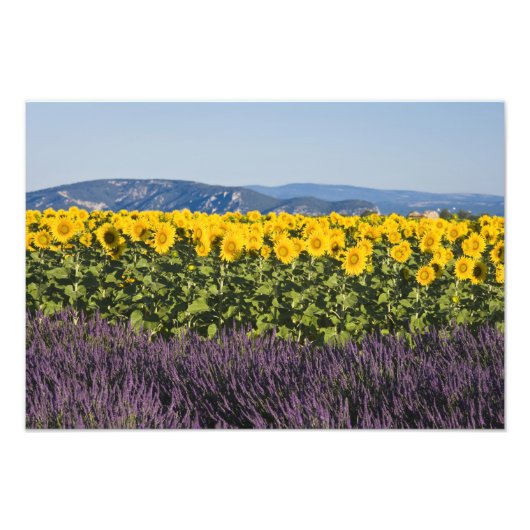 Bereich der Sonnenblumen und Lavendelblumen, Blume Fotodruck (Vorne)