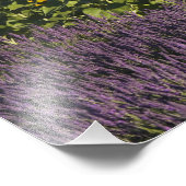 Bereich der Sonnenblumen und Lavendelblumen, Blume Fotodruck (Ecke)