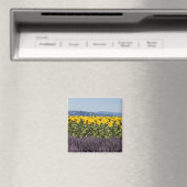 Bereich der Sonnenblumen und Lavendelblumen, Blume Magnet (In Situ (Geschirrspüler))
