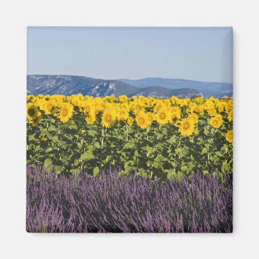 Bereich der Sonnenblumen und Lavendelblumen, Blume Magnet (Vorne)