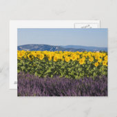 Bereich der Sonnenblumen und Lavendelblumen, Blume Postkarte (Vorne/Hinten)