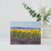 Bereich der Sonnenblumen und Lavendelblumen, Blume Postkarte (Stehend Vorderseite)