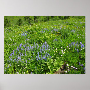 Bereich der Wildblumen auf dem Rainier Poster
