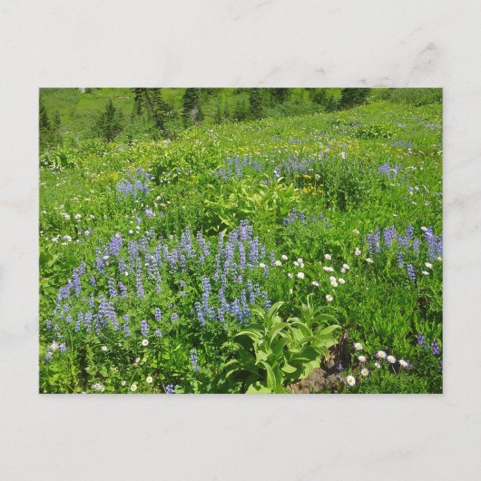 Bereich der Wildblumen auf dem Rainier Postkarte (Vorderseite)