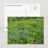 Bereich der Wildblumen auf dem Rainier Postkarte (Vorne/Hinten)