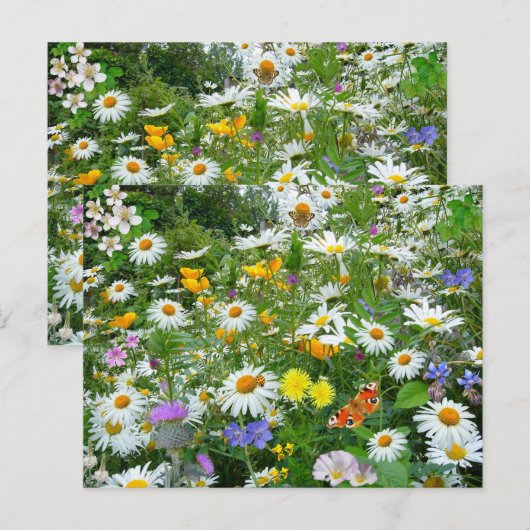 Bereich der Wildblumen Postkarte (Vorne/Hinten)