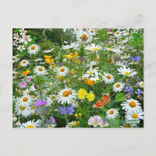 Bereich der Wildblumen Postkarte (Rückseite)