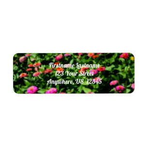 Bereich der Zinnias-Blume Orton-Ansprache