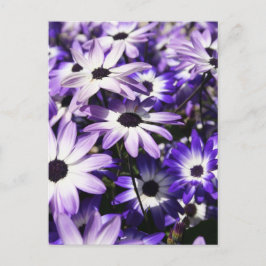 Bereich Lila Postkarte