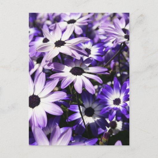 Bereich Lila Postkarte (Vorderseite)