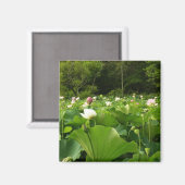 Bereich Lotus Blume Sommergarten Magnet (Vorderseite/Rückseite)
