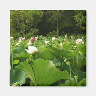 Bereich Lotus Blume Sommergarten Magnet