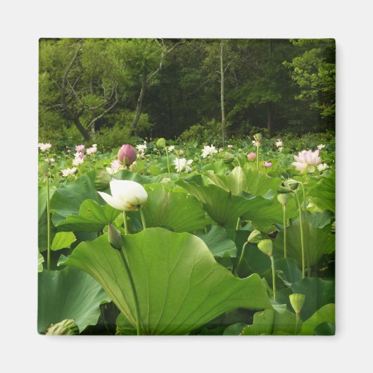 Bereich Lotus Blume Sommergarten Magnet (Vorne)