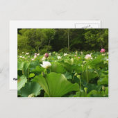 Bereich Lotus Blume Sommergarten Postkarte (Vorne/Hinten)