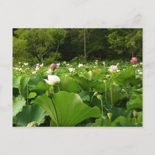 Bereich Lotus Blume Sommergarten Postkarte (Vorderseite)