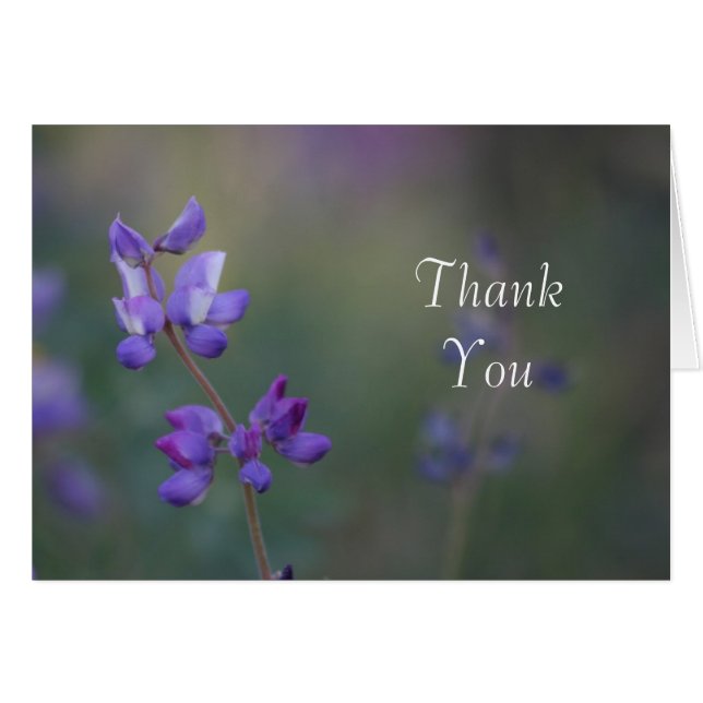 Bereich Lupine Vielen Dank (Vorderseite (Horizontal))