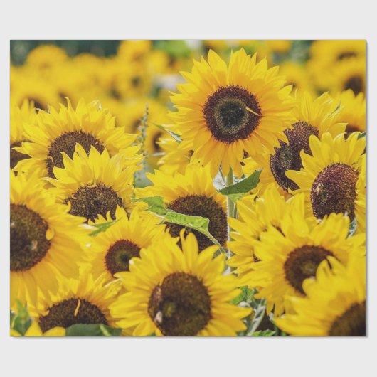 Bereich Sonnenblumen Design Umhüllungspapier Geschenkpapier (Flach)