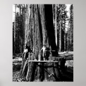 BEREIT, EINEN GIANTEN SEQUOIEN c. 1888 Poster (Vorne)