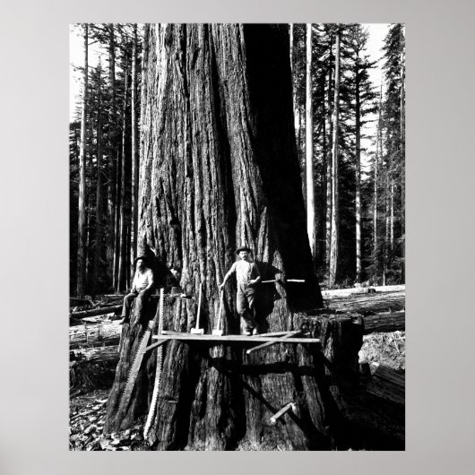 BEREIT, EINEN GIANTEN SEQUOIEN c. 1888 Poster (Vorne)