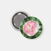 Bereit für die Blüte der Peony Magnet (Vorderseite/Rückseite)