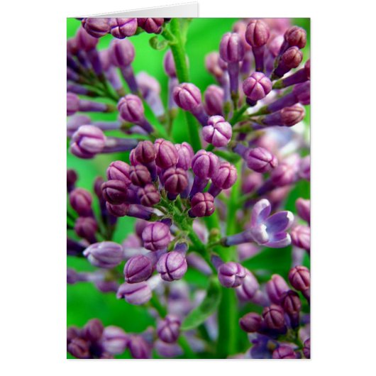 Bereit zum Blühen (Vorne)