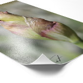 Bereit zum Blühen - Lila Iris-Foto drucken Fotodruck (Ecke)