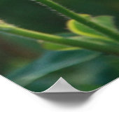 Bereit zum Fliegen - Libellen-Poster Poster (Ecke)