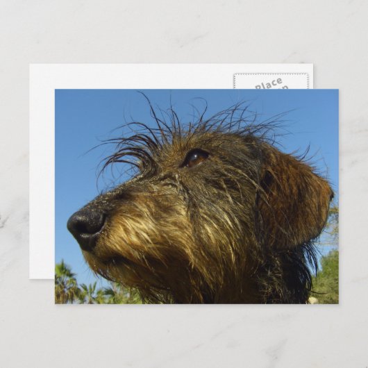 Bereit zur Jagd Postkarte (Vorne/Hinten)