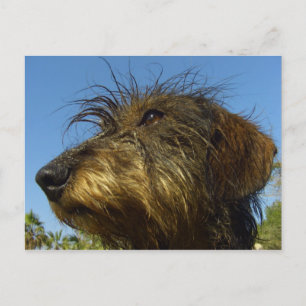 Bereit zur Jagd Postkarte