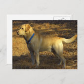 Bereiten Sie für, stolzes Labrador im Sonnenlicht Postkarte (Vorne/Hinten)