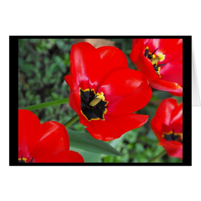 Bereiten Sie so für Spring~1 vor (Vorderseite (Horizontal))