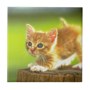 Bereiten Sie vor, um sich Kätzchen zu stürzen Fliese