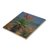 Berg Aloe (Aloe Marlothii Berger) 2 Fliese (Seite)