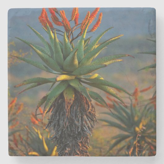 Berg Aloe (Aloe Marlothii Berger) 2 Steinuntersetzer (Vorderseite)