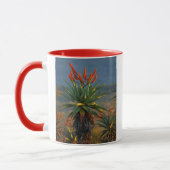 Berg Aloe (Aloe Marlothii Berger) 2 Tasse (Links)