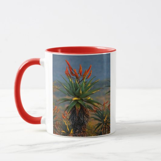 Berg Aloe (Aloe Marlothii Berger) 2 Tasse (Links)