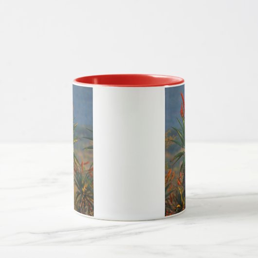 Berg Aloe (Aloe Marlothii Berger) 2 Tasse (Zentrum)