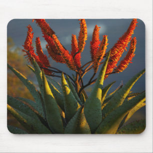 Berg-Aloe (Aloe Marlothii Berger) Mousepad