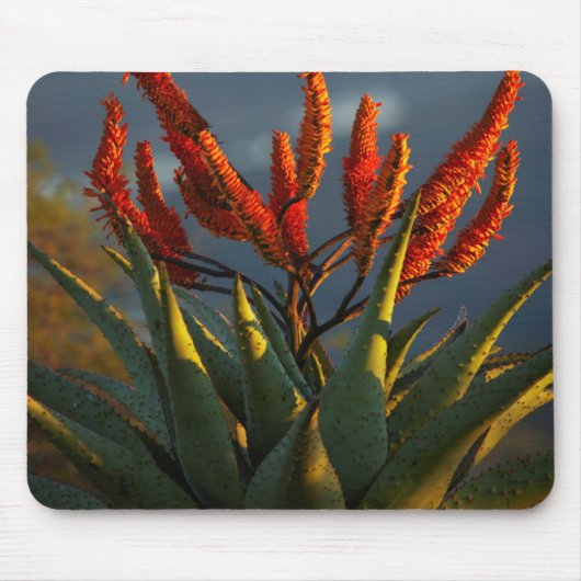 Berg Aloe (Aloe Marlothii Berger) Mousepad (Vorne)
