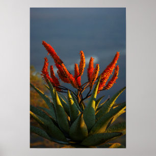 Berg Aloe (Aloe Marlothii Berger) Poster