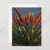 Berg Aloe (Aloe Marlothii Berger) Postkarte (Vorne/Hinten)