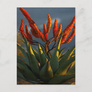 Berg Aloe (Aloe Marlothii Berger) Postkarte