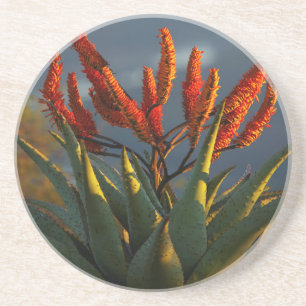 Berg Aloe (Aloe Marlothii Berger) Sandstein Untersetzer