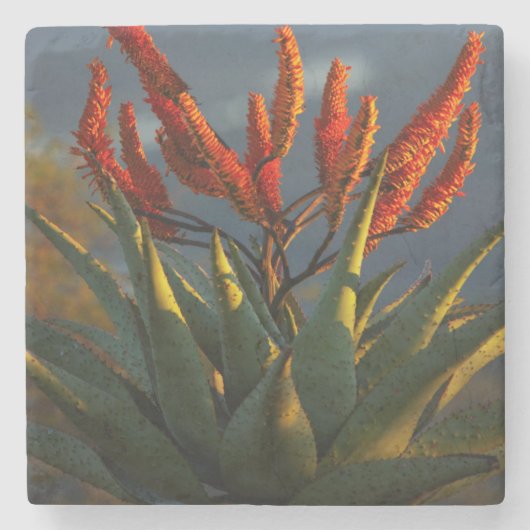 Berg Aloe (Aloe Marlothii Berger) Steinuntersetzer (Vorderseite)