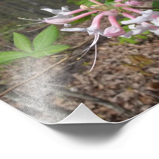 Berg Azalea Fotodruck (Ecke)