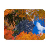 Berg gerahmt im Herbstwald, CA Magnet (Horizontal)