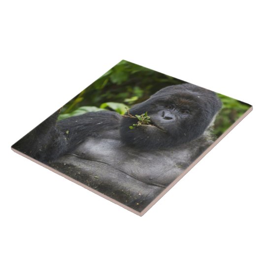 Berg Gorilla und Silverback Fliese (Seite)