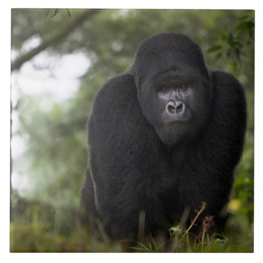 Berg Gorilla und Silverback Fliese (Vorderseite)