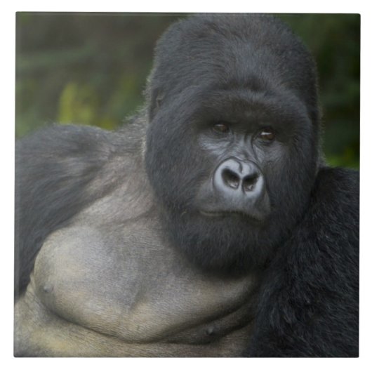 Berg Gorilla und Silverback Fliese (Vorderseite)