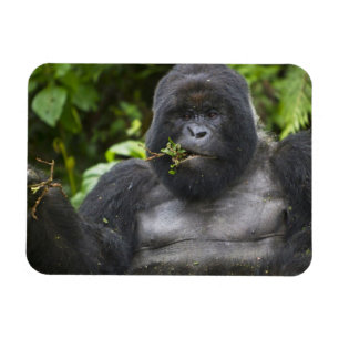 Berg Gorilla und Silverback Magnet